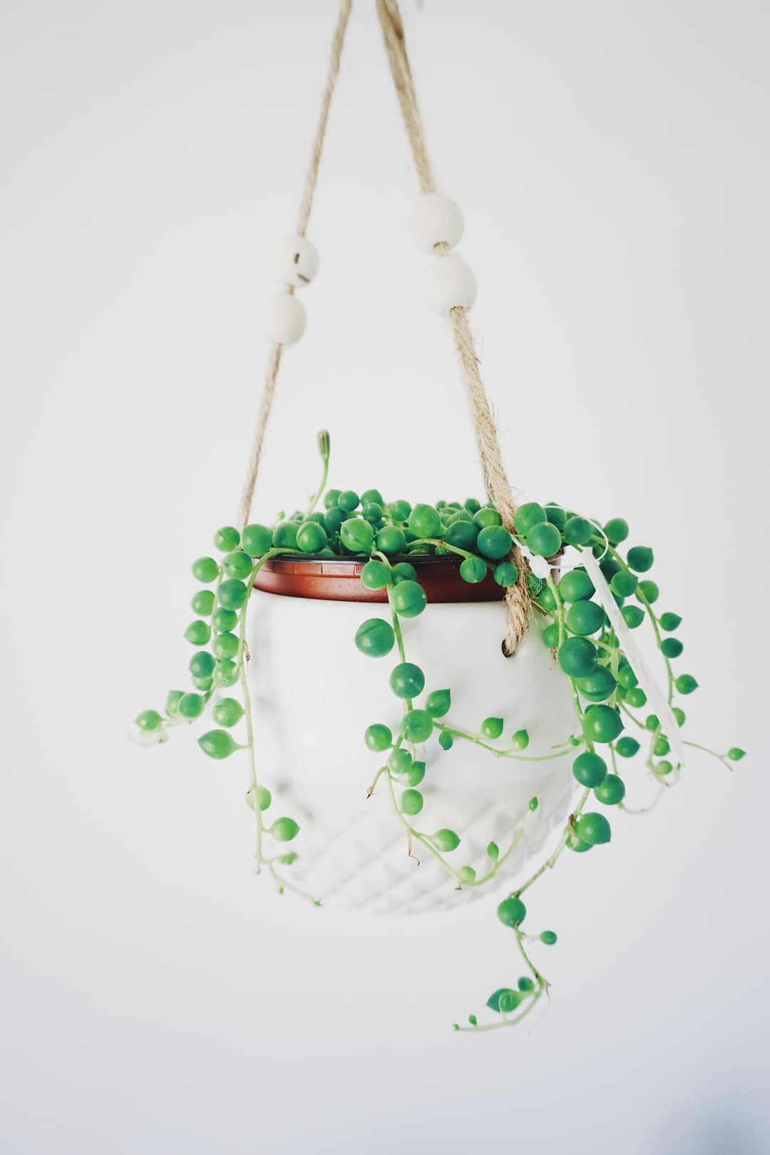 Grassleaf Ticktrefoil