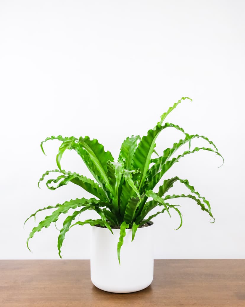 Vriesea