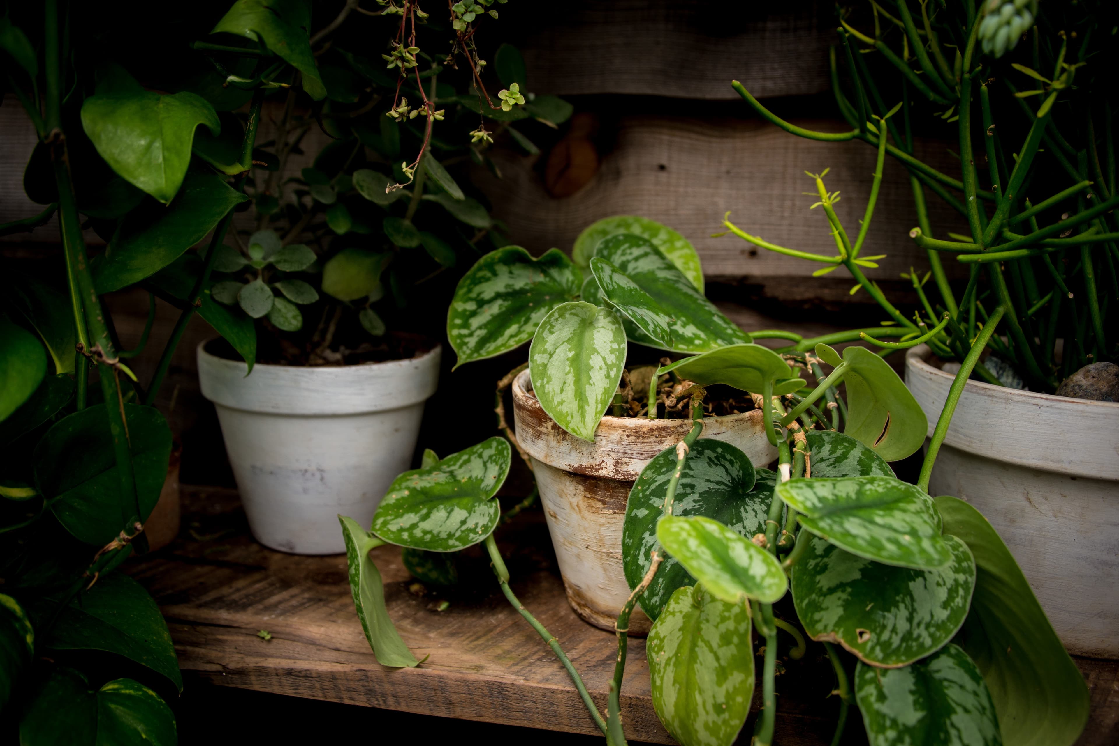 potted plants on wooden shelf